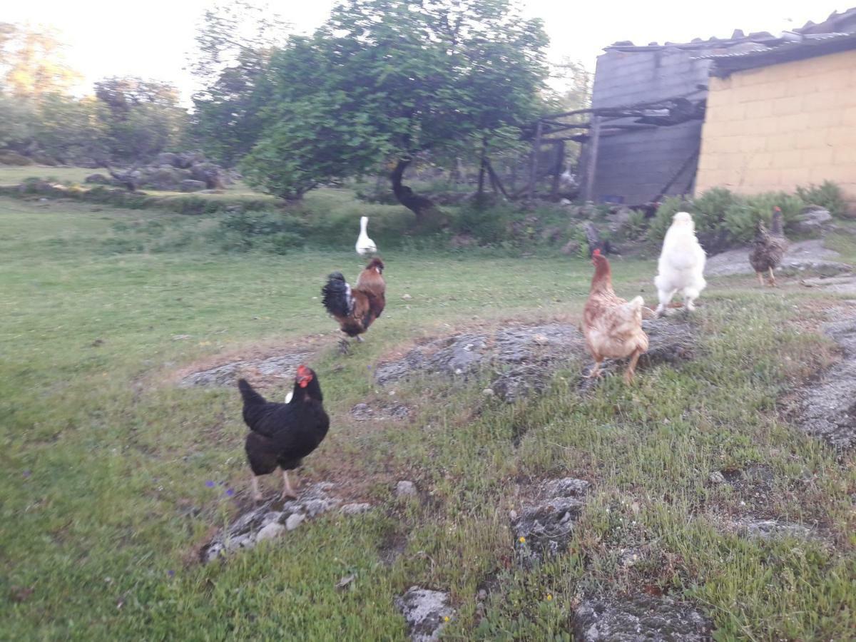 Apartamentos Rurales Ecopangea Valverde de la Vera Εξωτερικό φωτογραφία