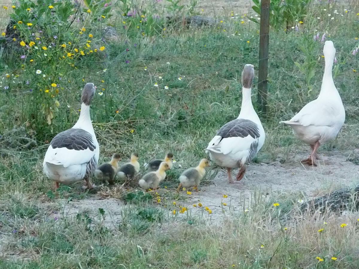 Apartamentos Rurales Ecopangea Valverde de la Vera Εξωτερικό φωτογραφία